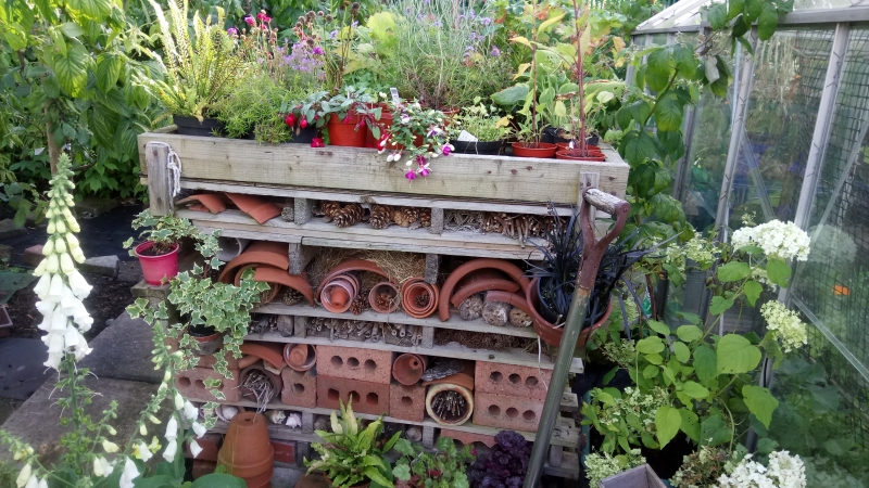 Moss Park Allotments